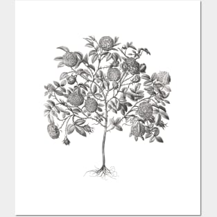 Rose Tree Vintage Botanical Illustration Posters and Art